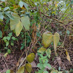 刺毛黧豆,豆科植物，农产品加工设备