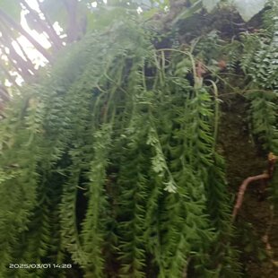 假山水造景植物长叶铁角蕨农产品加工设备中草药材