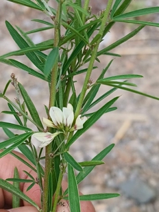 尖叶铁扫帚 农产品加工设备 豆科灌木