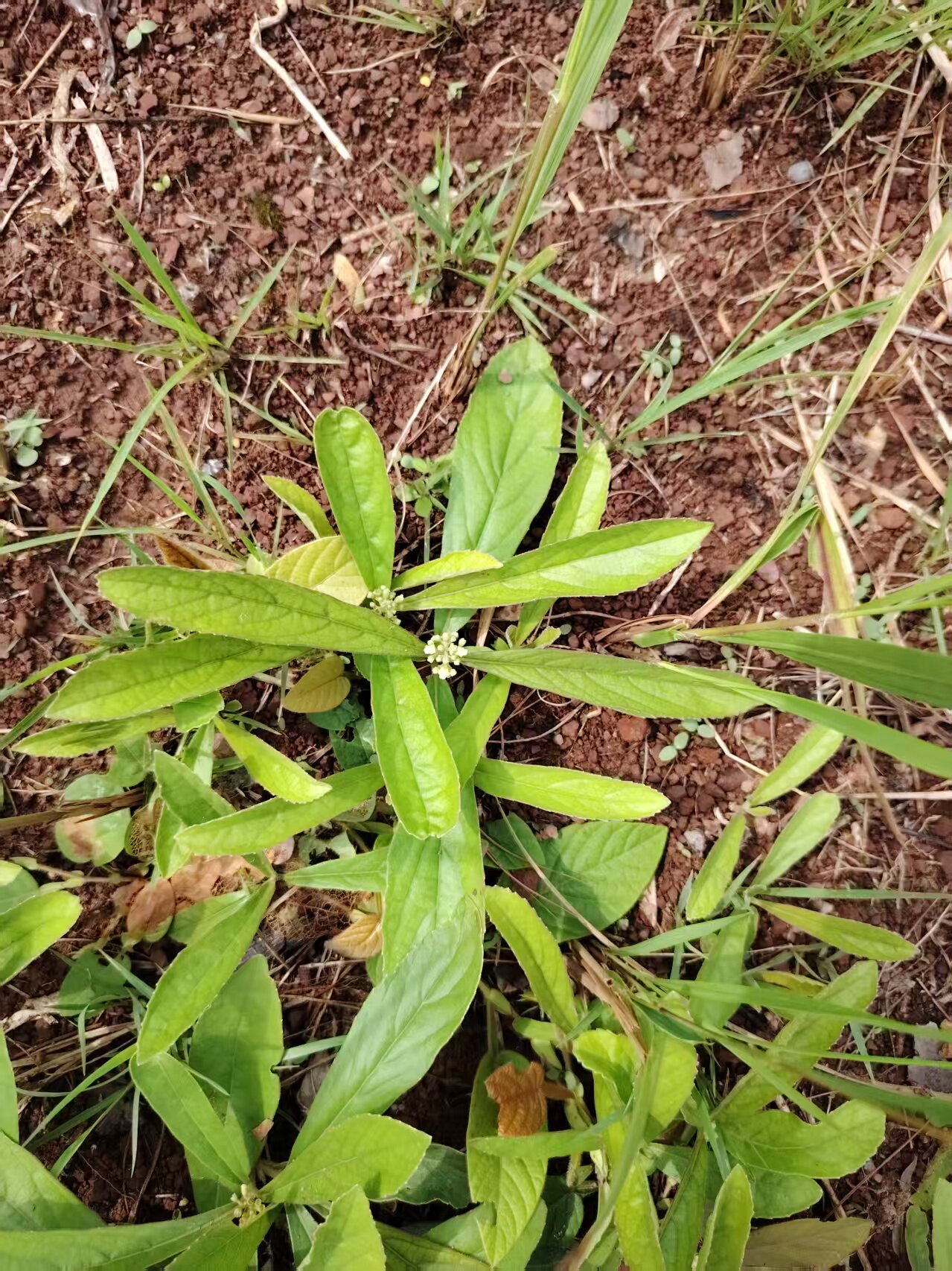 中草药材农产品加工设备观赏植物盆栽花卉华南特色草药鸡骨香