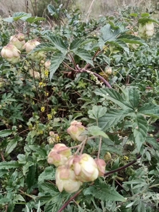 忽布啤酒花种子中药材加工设备亚麻籽核桃楸