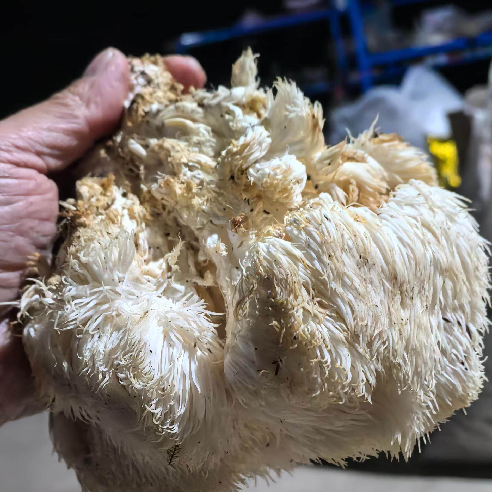野生菌中草药材加工设备农产品猴头菇香菇木耳白乳菇红菇平菇素食