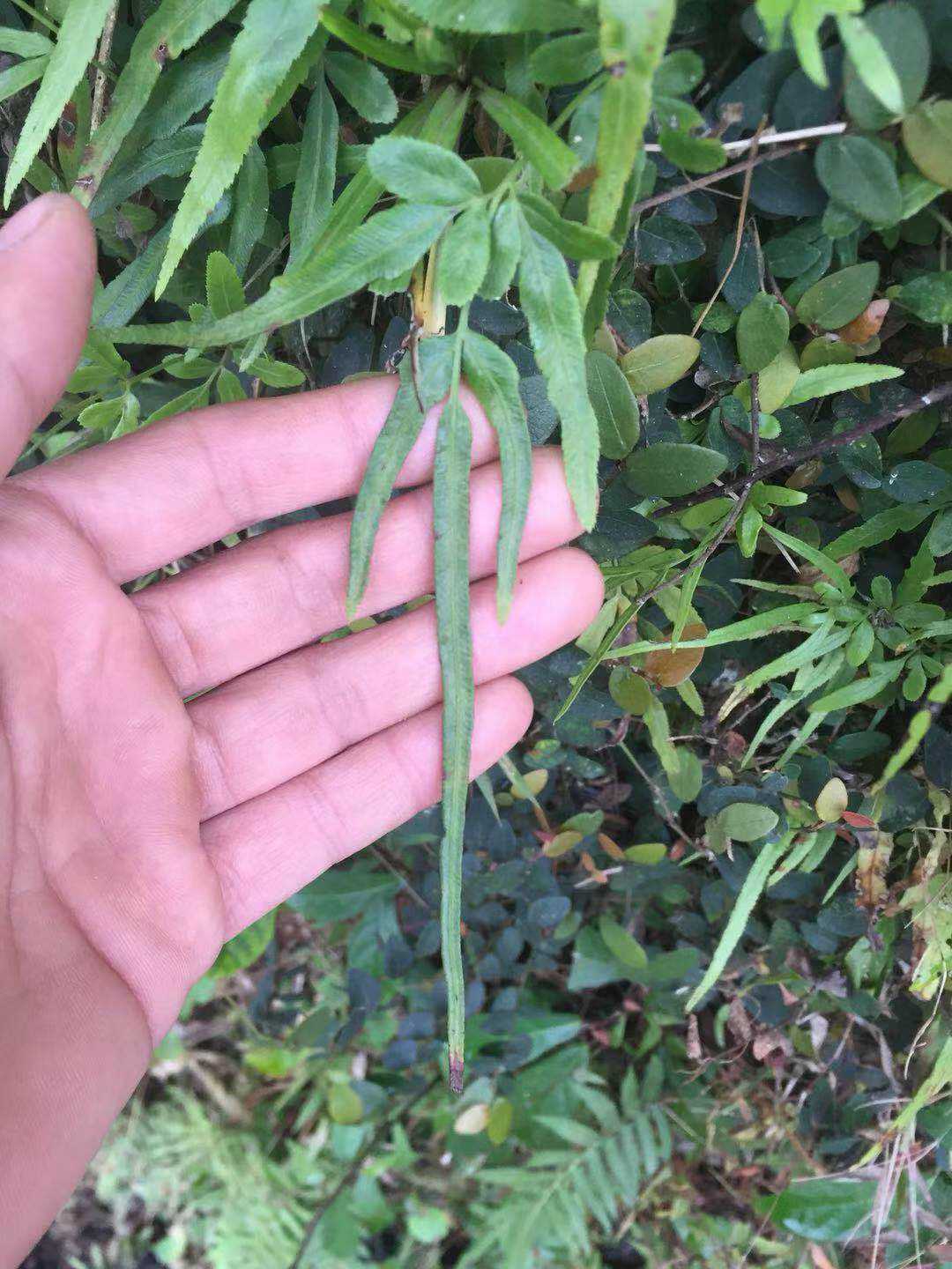 剑叶凤尾蕨 野生中草药材观赏药用盆栽植物新鲜全草种苗园林绿化