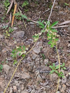 三棱枝笐子梢。豆科，农产品加工设备