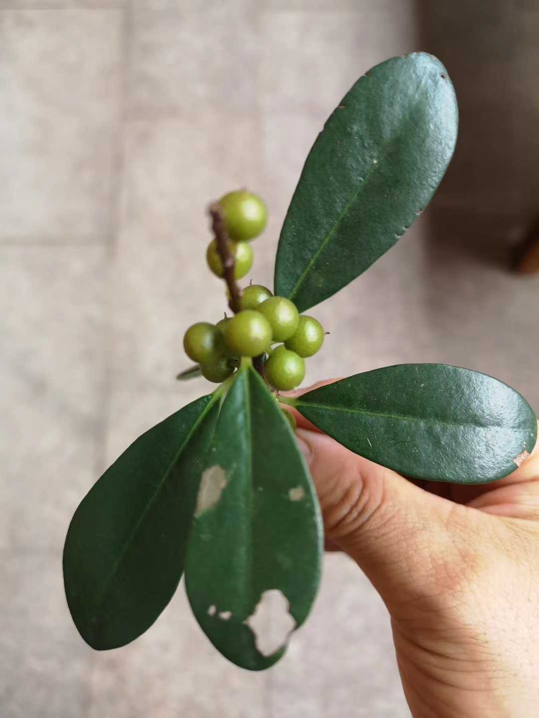 酸藤子根茎叶果实药材种苗种子新鲜全草观赏药用盆栽花卉中草药