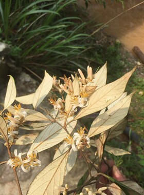 栓叶安息香华南植物花镜设计，农产品加工设备花园。