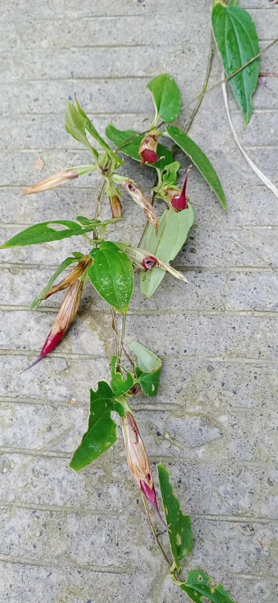 红花双蝴蝶龙胆草华中草本植物野生中草药材种苗种子