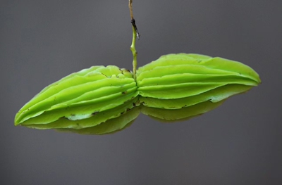 山苦瓜情人果翅果藤农产品加工设备中草药材