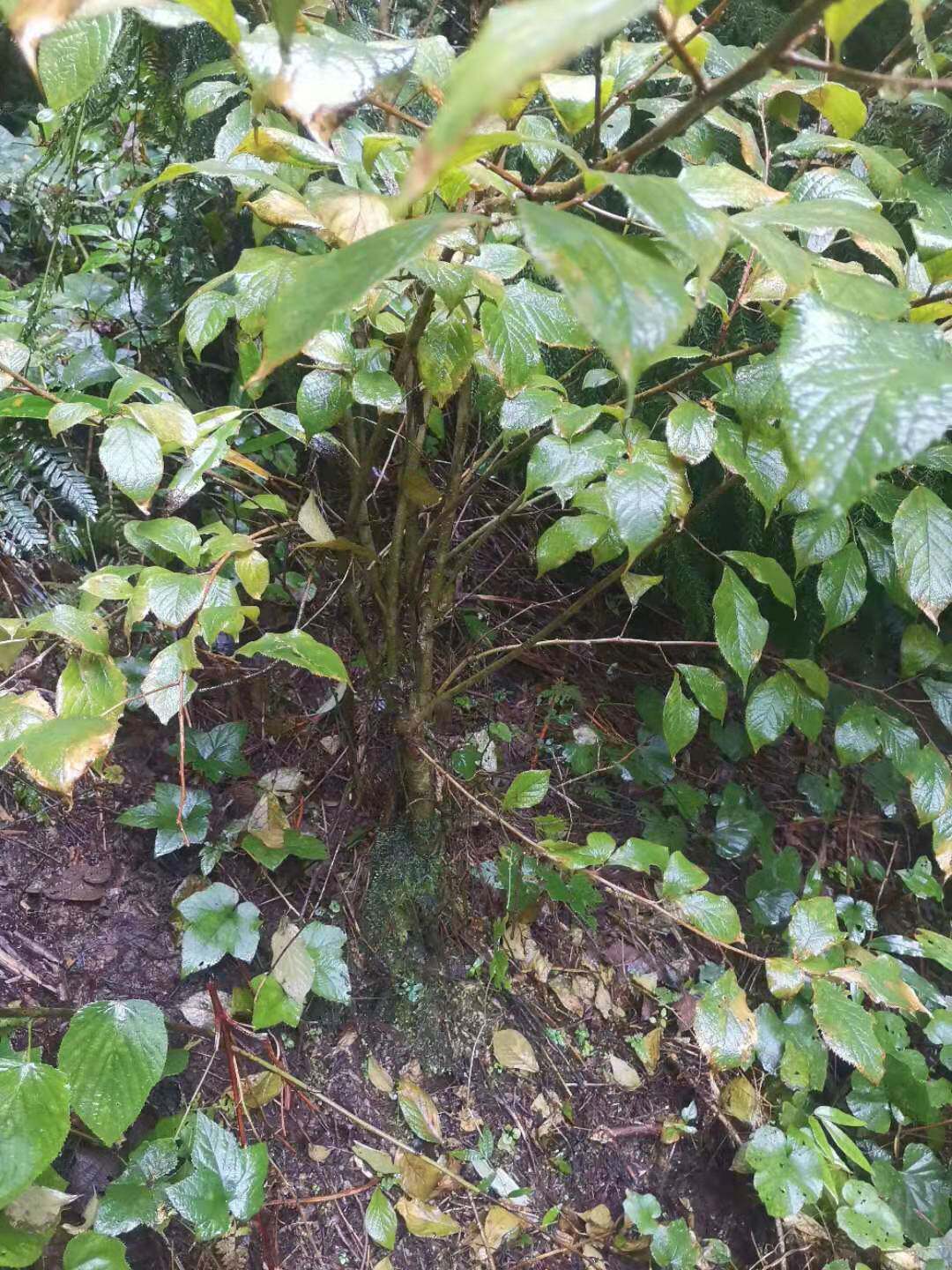 山矾白檀野生观赏药用盆栽植物花卉中草药园林绿化苗木