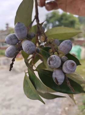 中药材种子石栎青冈柯食用种子农产品加工设备