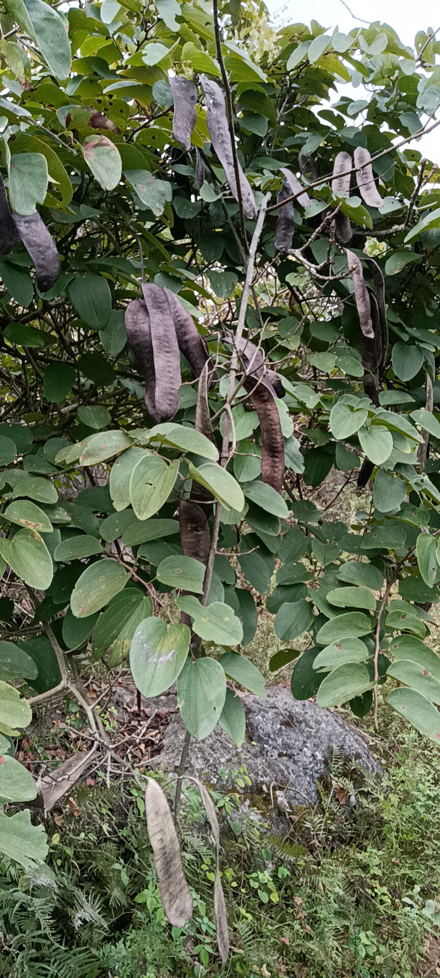 豆科植物黔南羊蹄甲小叶千斤拔野生中草药材种苗种子观赏药用苗木