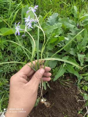 石蒜科紫娇花观赏药用草本庭院阳台中草药材种苗