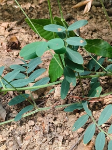 豆科确山豌豆农产品加工设备