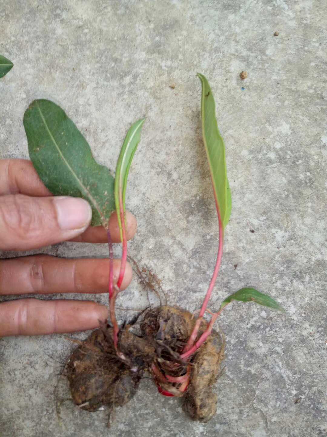 地蜂子地黑蜂蓼科观赏药用盆栽花卉药材种苗种子新鲜全草