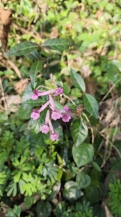 夏天无伏生紫堇农产品加工设备被早春花卉