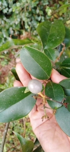 木犀科茉莉属清香藤大型攀援灌木农产品加工设备