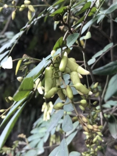 苦参属，豆科植物，农产品加工设备