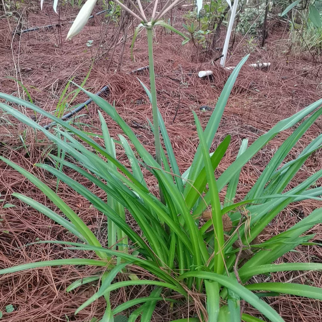 白色观赏花卉文殊兰盆景造型艺术草本植物