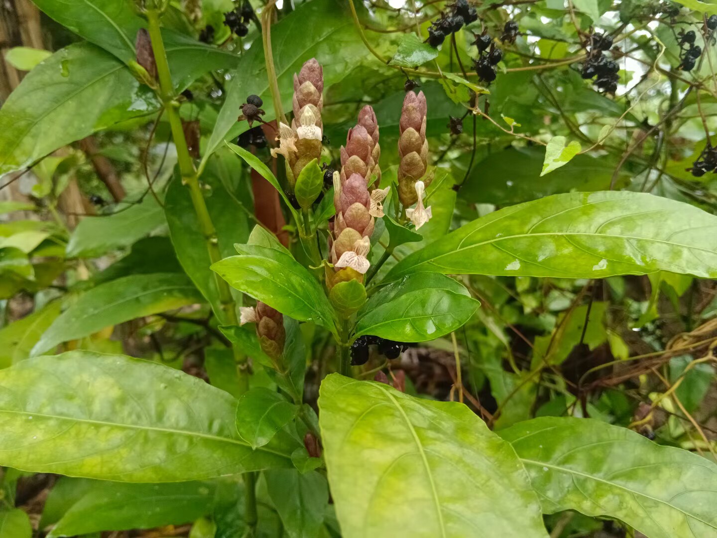 大驳骨小驳骨野生中草药材种苗种子园林绿化苗木观赏药用植物花卉