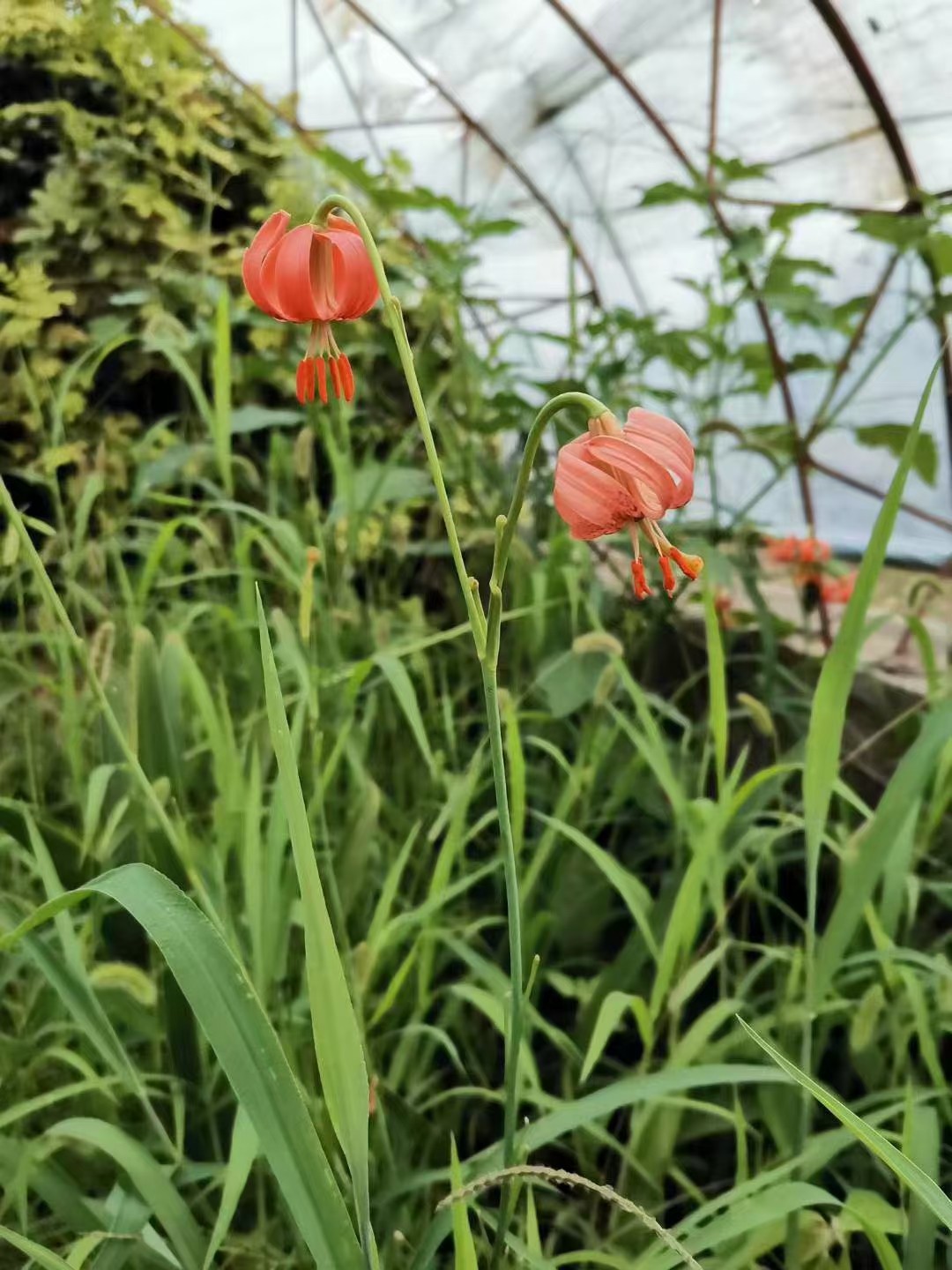 条叶百合花观赏药用植物盆栽花卉庭院园林绿化别墅华南花境花镜