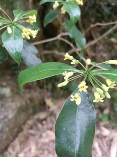 中草药材农产品加工设备草本盆栽花卉疏花海桐华南亚热带观赏药用