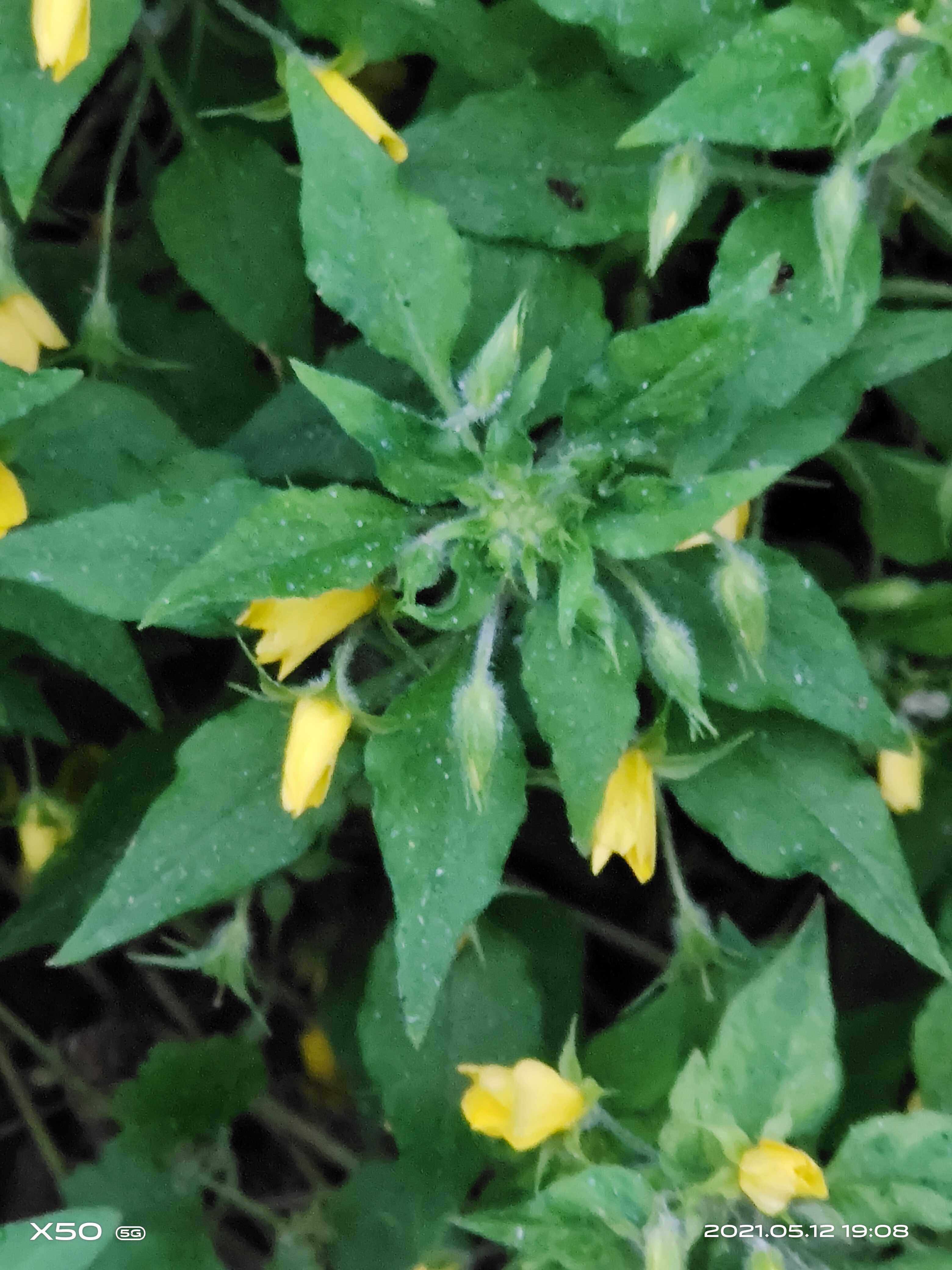 报春花科珍珠菜属黄花小草本金瓜儿野生中草药材种苗种子苗木