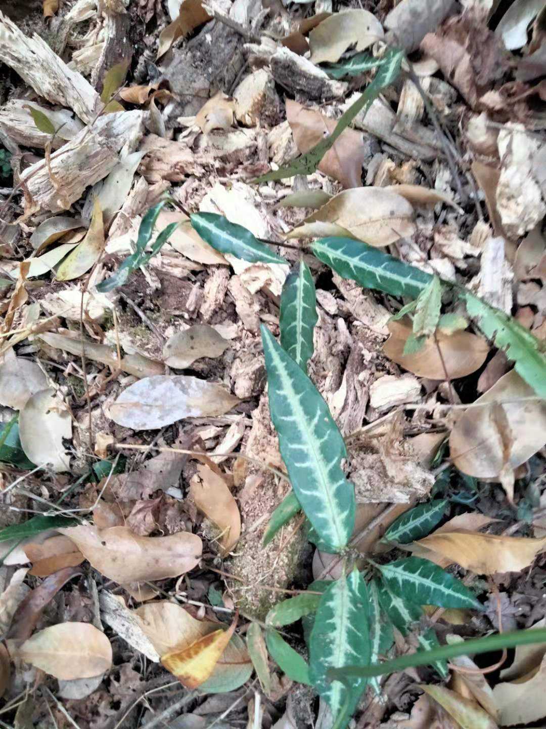 花叶盆栽系列蓬莱葛野生中草药材种苗种子园林绿化苗木观赏药用