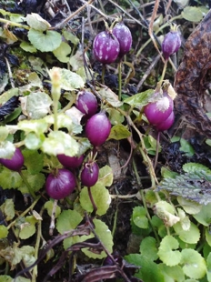 匍匐草本植物盆栽花卉可悬挂种植铜锤玉带草农产品加工设备