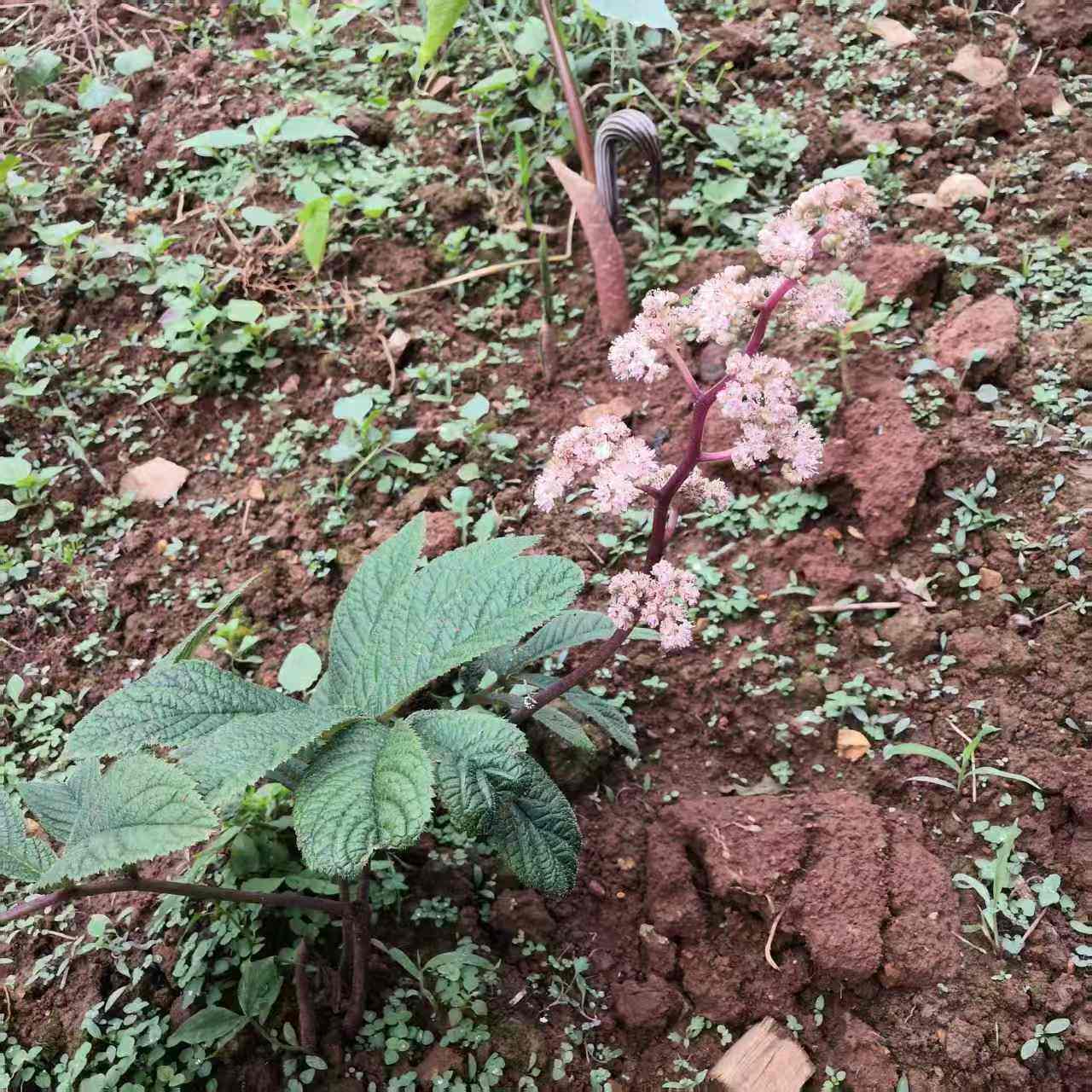 中草药材农产品加工设备草本盆栽花卉铁粉花羽叶鬼灯檠岩陀云南