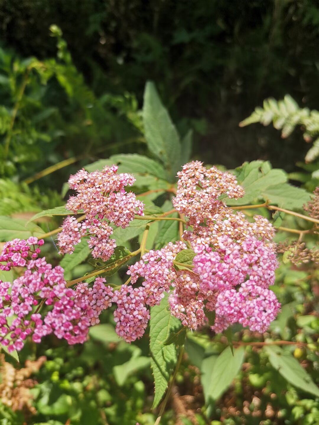 蔷薇科光叶绣线菊观赏灌木粉花中草药材种苗园林绿化苗木省沽油