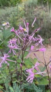粉色花卉草本蝇子草属鹤草农产品加工设备，花镜设计材料