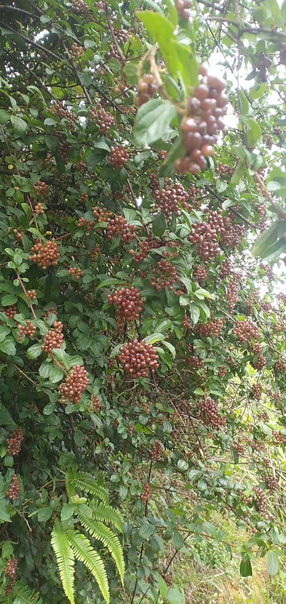 烟管荚迷观赏药用灌木野生中草药材种苗种子园林绿化苗木庭院