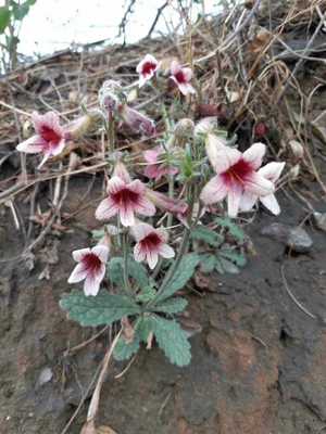 野生地黄根部新鲜全草药材种苗种子观赏药用园林绿化植物怀地黄