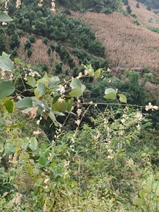 豆科 须弥葛 农产品加工设备