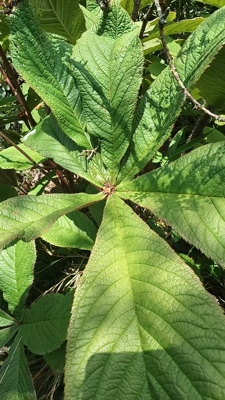 中草药材农产品加工设备草本盆栽花观赏药用鬼灯檠天门冬黄精高山