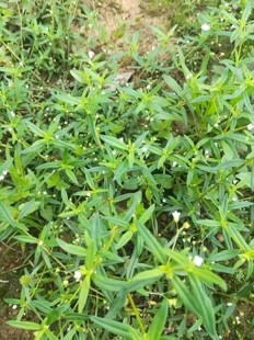 伞房花耳草，白花蛇舌草伪品 农产品加工设备中草药材