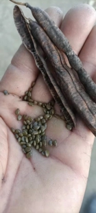 豆科 光叶决明 农产品加工设备