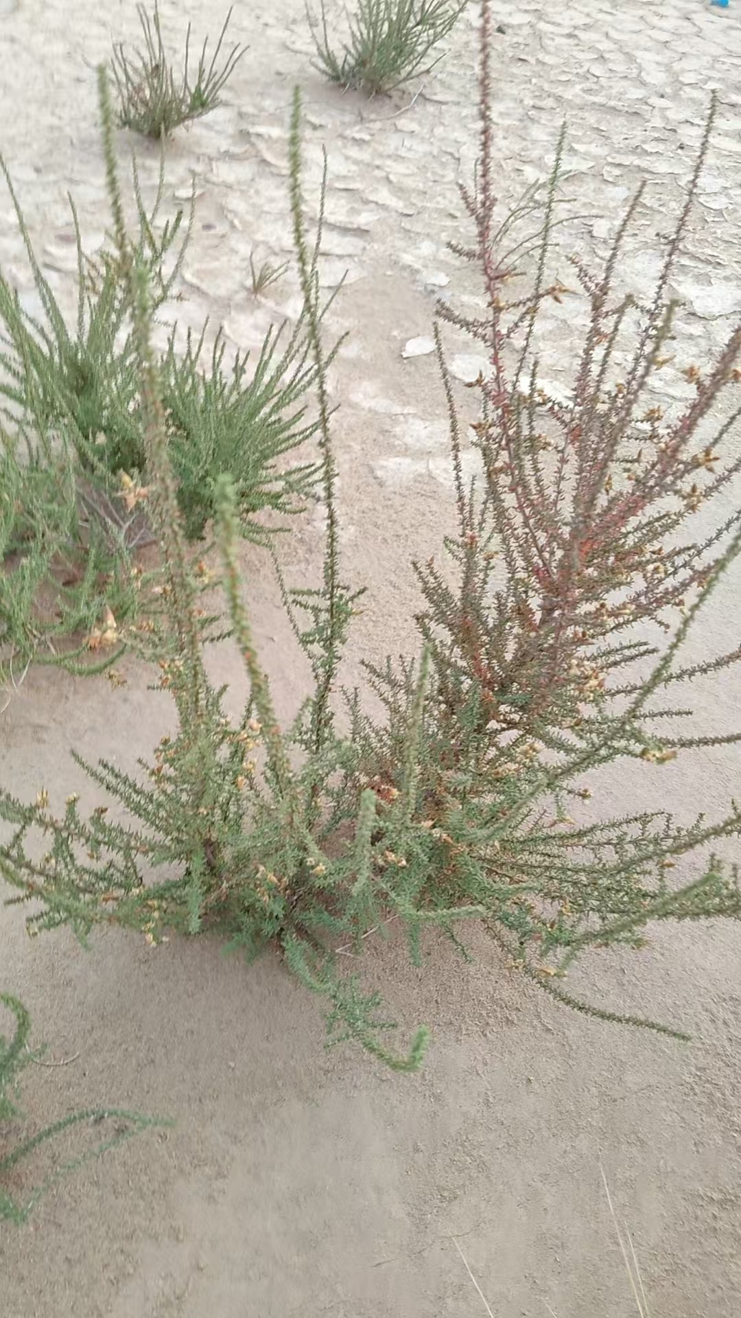 观赏药用农产品加工设备红砂，枇杷柴沙漠地带的良好牧草土地修复