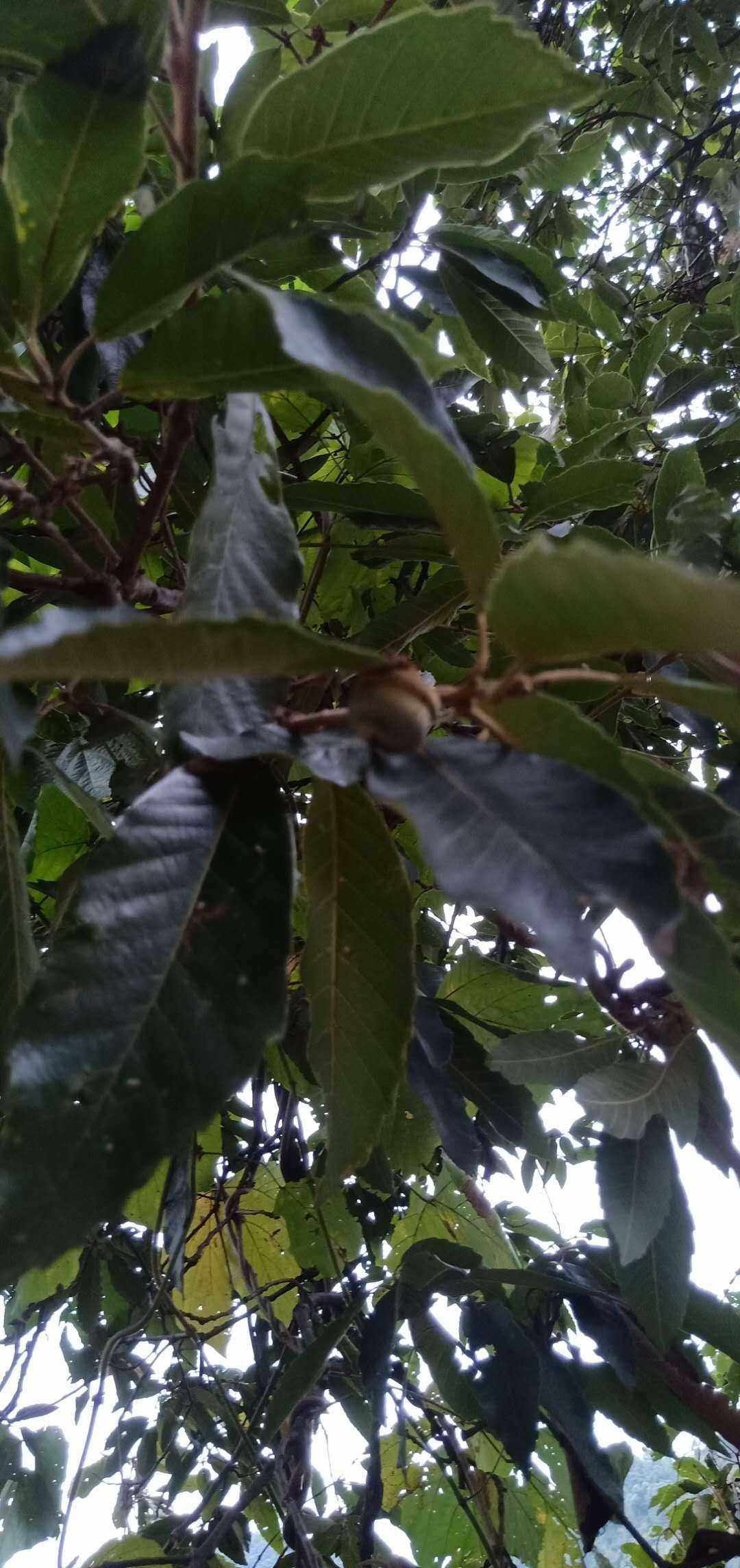 壳斗科青冈属植物,柯属乔木野生中草药材种苗种子园林绿化苗木