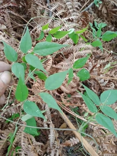 土圞兒豆科观赏药用农产品加工设备中草药材