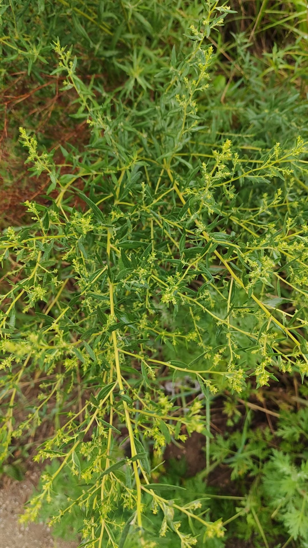 中草药材农产品加工设备草本盆栽花卉观赏药用灌木状草本华北米蒿