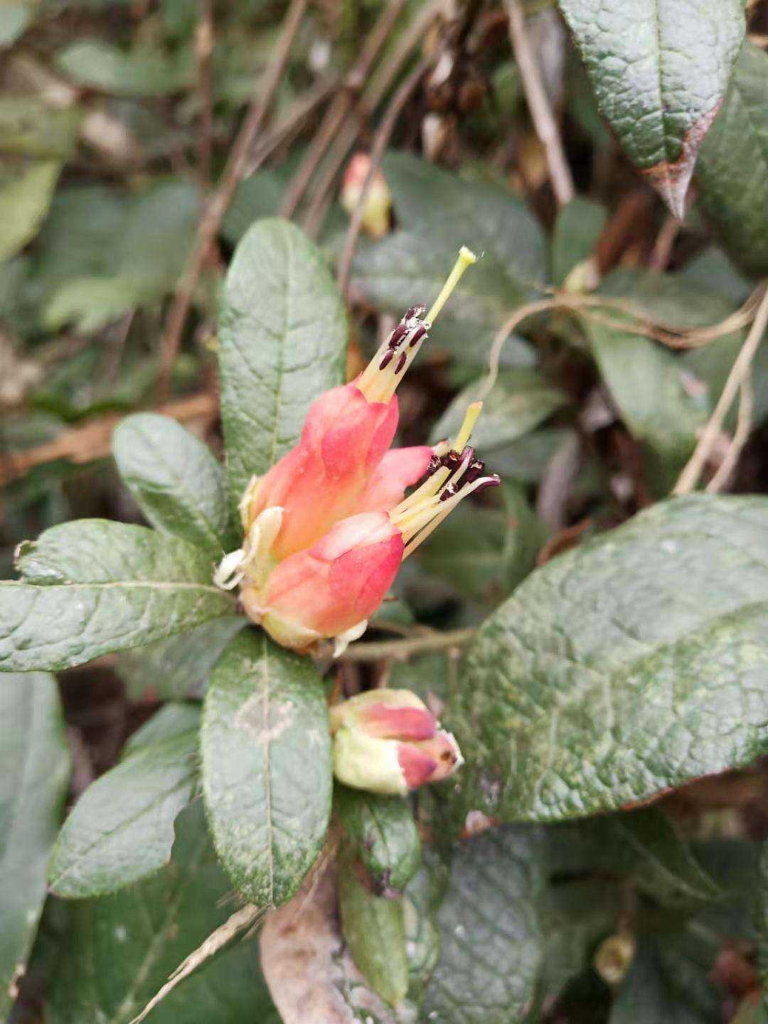 杜鹃花科爆杖花春季观赏花木小灌木园林绿化种苗盆栽花卉盆景