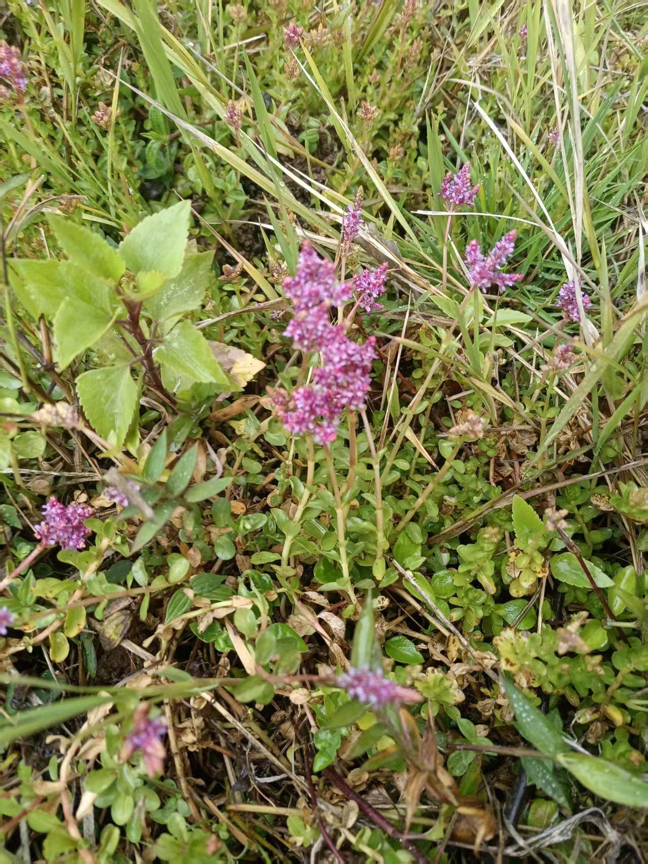 圆叶节节草农产品加工设备中草药材粉花水田植物水生盆栽花卉,机械设备,制药设备,淘宝优惠券,粉丝福利购,淘宝优惠卷