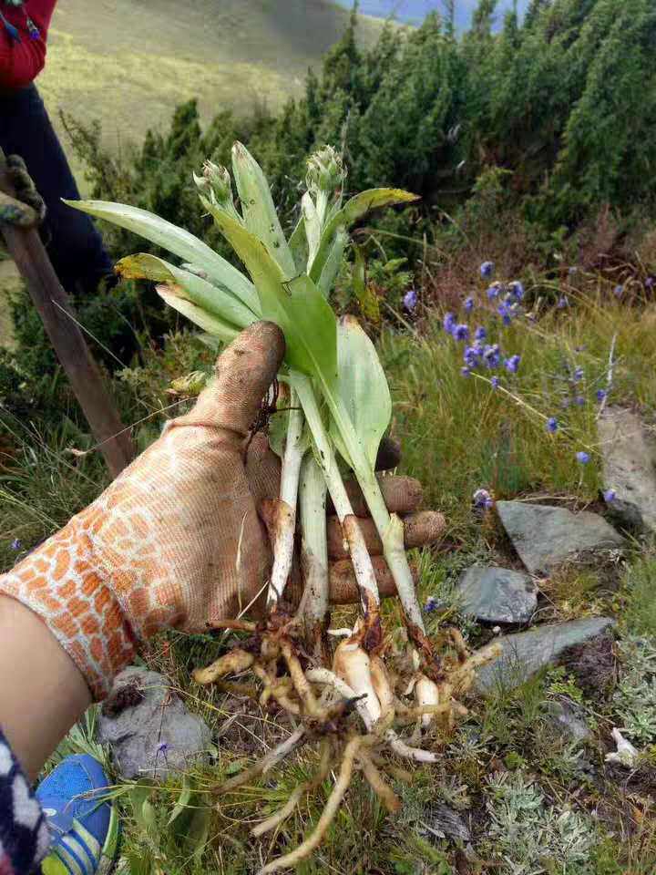 手掌参手参药材种苗种子新鲜中草药太白七药四川特产山区土货阿坝