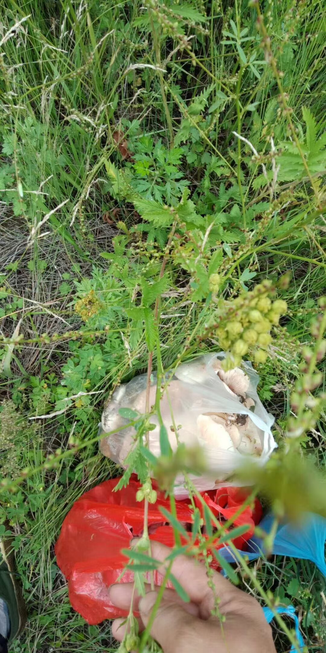 中草药材农产品加工设备草本盆栽花卉观赏药用石生委陵菜白花华北