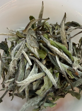 2025年特级老树白牡丹 马蹄结 花香毫香 5g一泡