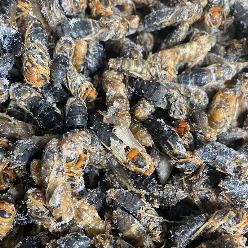 正宗野生四川深山瓦片焙用马蜂蛹