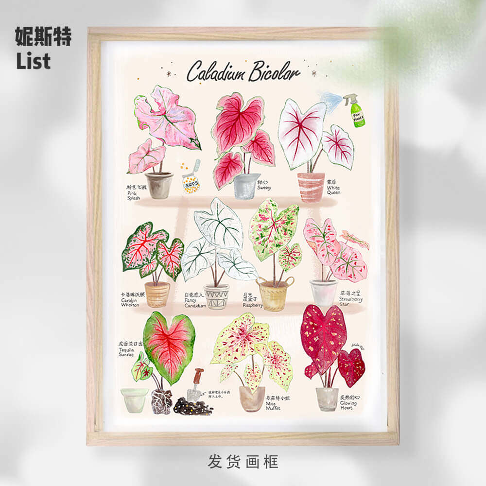 夏日色彩 - 彩叶芋图鉴 | 带框植物画 北欧风客厅装饰画 原创手绘