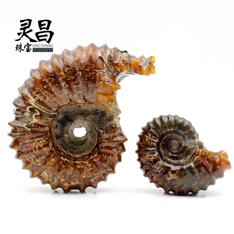 灵昌一物一图天然羊角螺化石菊石化石原石标本古生物化石