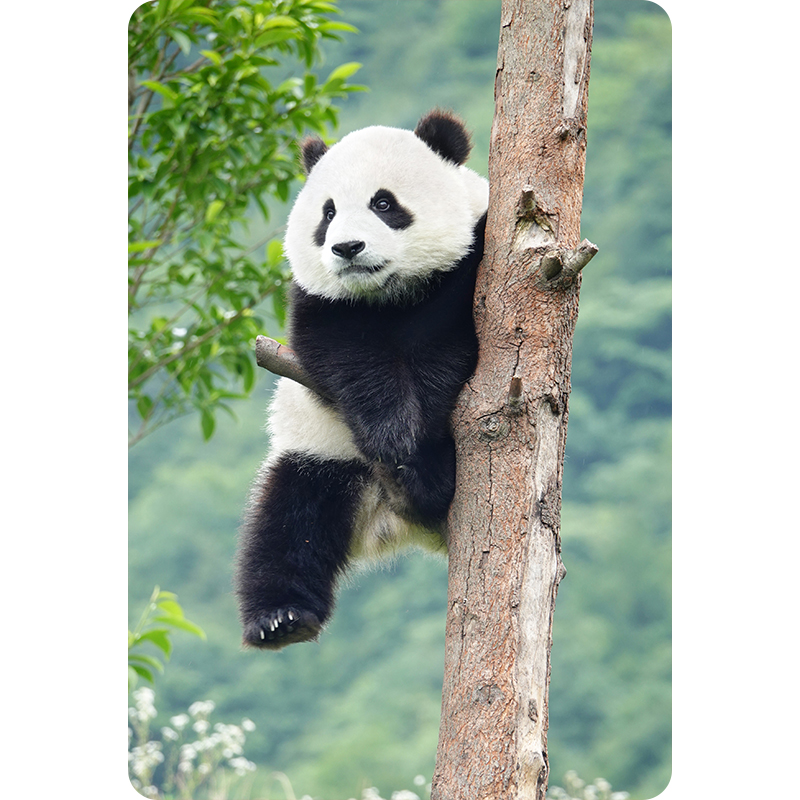 胖达来信实拍熊猫冰箱贴趣味创意